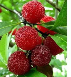 楊梅的典故?,有關(guān)楊梅的典故,關(guān)于楊梅的詩(shī)句典故