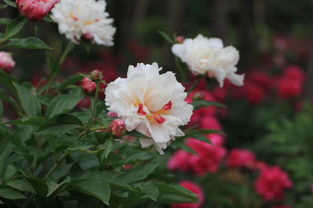 洛陽,典故,牡丹