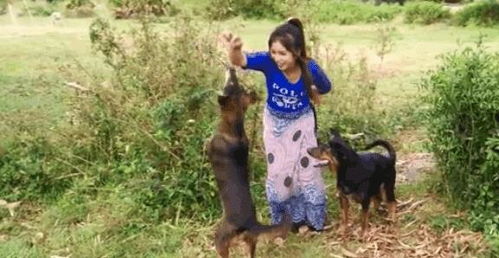 好女不養(yǎng)狗典故