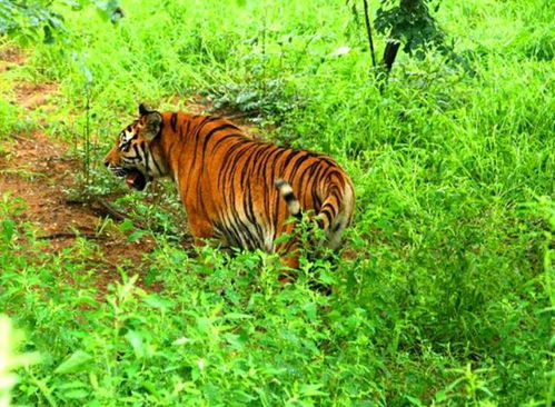 虎落平陽的典故,虎落平陽典故出處,虎落平陽,被犬欺典故
