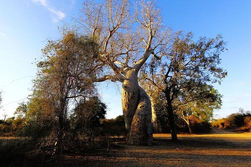 連理枝的典故,比翼鳥連理枝典故,在地愿為連理枝的典故