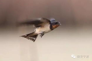 明珠彈山雀典故