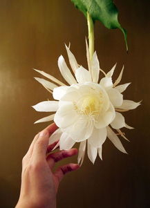 曇花一現的典故是什么,曇花一現的典故出自哪里,曇花一現的故事典故