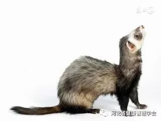 狗尾續(xù)貂的典故