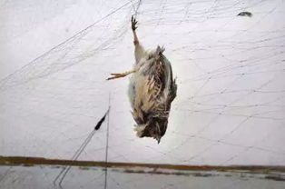 典故抓鳥(niǎo)放鳥(niǎo)