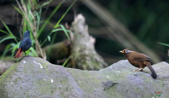 一石二鳥的典故