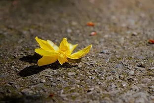 明日黃花的典故