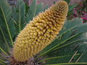 鐵樹(shù)開(kāi)花典故