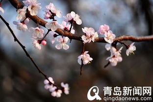 典故,枝頭,紅杏,春意鬧