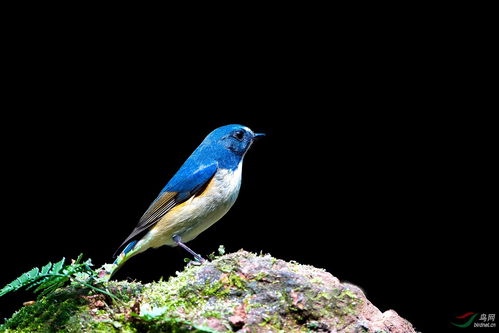 一石二鳥的典故的,一石二鳥出自哪個典故,一石二鳥打一數(shù)字