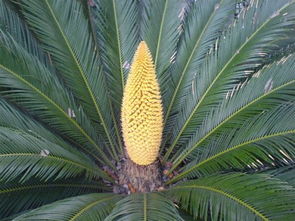 鐵樹(shù)開(kāi)花典故,鐵樹(shù)開(kāi)花的典故出處,鐵樹(shù)開(kāi)花水倒流的典故