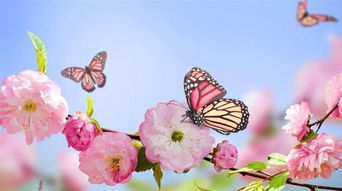 莊周夢化蝶典故