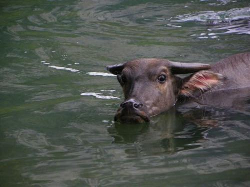 狗過(guò)橋典故