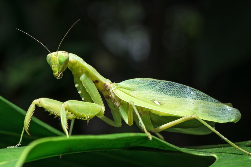 螳臂當(dāng)車,典故