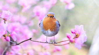 典故,描寫,春天