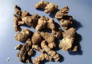 蒼術(shù)的典故