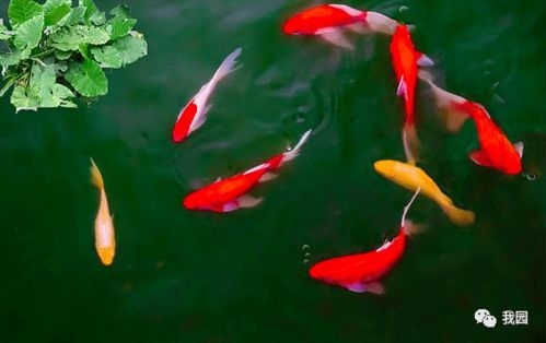 關于鯉魚的典故