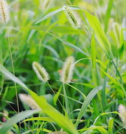 春草萋萋的典故出自,春草萋萋鸚鵡洲典故出自,池塘春草夢(mèng)的典故