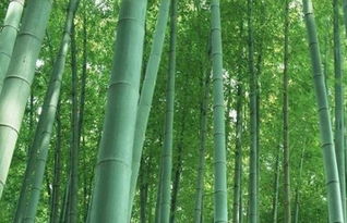 與竹子有關(guān)的典故