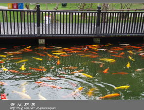 富春江觀魚典故