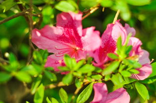 莊生曉夢迷蝴蝶望帝春心托杜鵑典故,望帝春心托杜鵑典故源于,錦瑟望帝春心托杜鵑典故