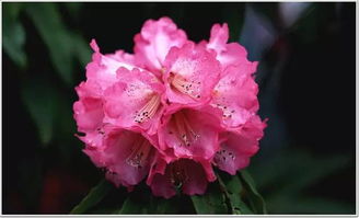 春心,典故,杜鵑