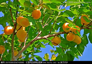 立枇杷樹的典故,種枇杷樹的典故,父親種枇杷樹的典故