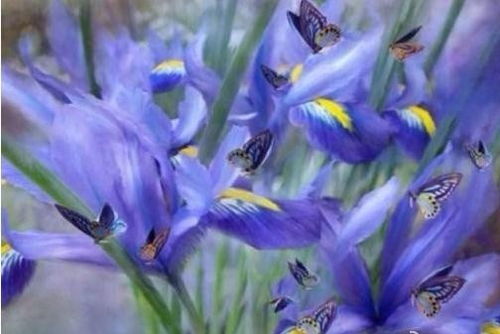 鳶尾花的典故