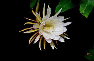 曇花,典故,一現