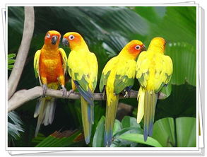 典故調(diào)鸚鵡