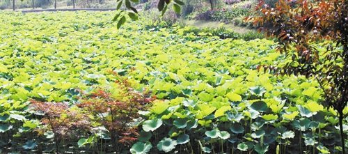 與海棠有關的典故,海棠泣血的典故,大魚海棠的典故