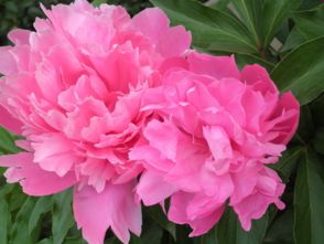 芍藥與牡丹的典故