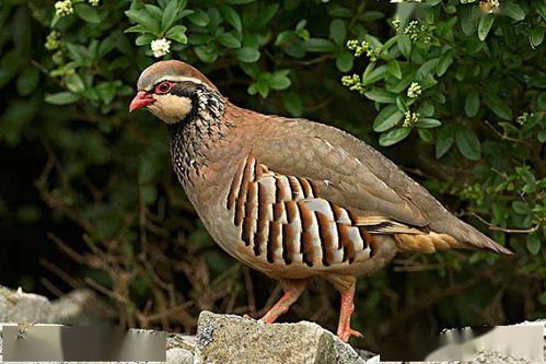 鷓鴣鄭谷古詩(shī),鷓鴣鄭谷賞析,鷓鴣唐鄭谷