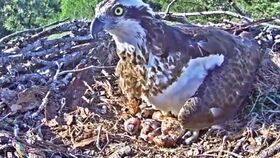 割肉喂鷹的典故原文,佛祖割肉喂鷹的典故,割肉喂鷹類(lèi)似典故