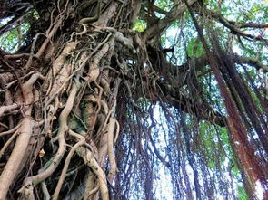 盤根錯(cuò)節(jié)的典故