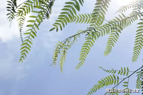 言過其實的典故