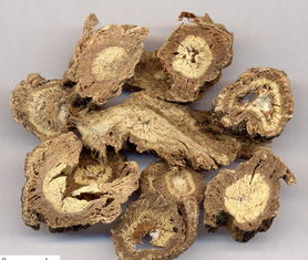 獨(dú)活和當(dāng)歸鑒別,獨(dú)活和當(dāng)歸的主要區(qū)別,獨(dú)活與當(dāng)歸味道的區(qū)別