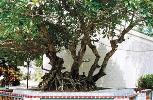 獨(dú)木不成林的典故