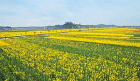 菜花節(jié)活動(dòng)策劃方案