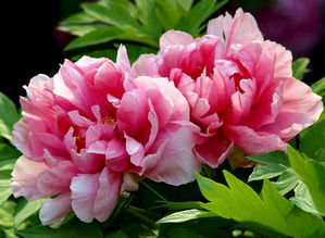 臨夏牡丹策劃方案