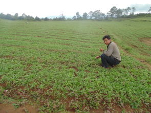 瑪咖種植方案策劃