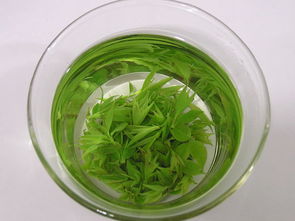 海南苦丁茶南京市場(chǎng)營(yíng)銷(xiāo)策劃方案