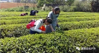 春天賞花采茶系列活動策劃方案