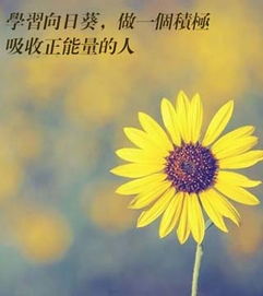 輕學(xué)習(xí)的正能量句子