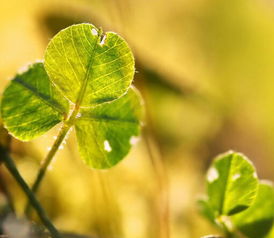 童心,句子,能量