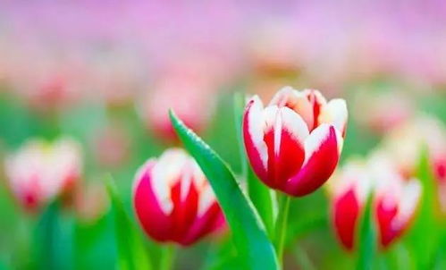 激勵(lì)人生的正能量句子,人生正能量的經(jīng)典句子,人生正能量心態(tài)句子