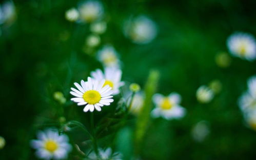 發(fā)朋友圈的句子正能量,早晨的句子發(fā)朋友圈正能量,朋友圈晚安正能量的句子