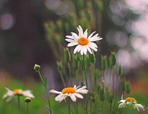 人生積極樂觀正能量句子簡(jiǎn)短,正能量人生道路的句子,人生正能量的經(jīng)典句子