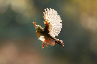 關于鳥的正能量的句子