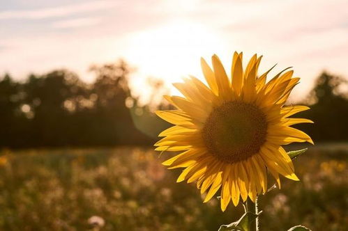 有陽光早上發(fā)朋友圈的句子正能量